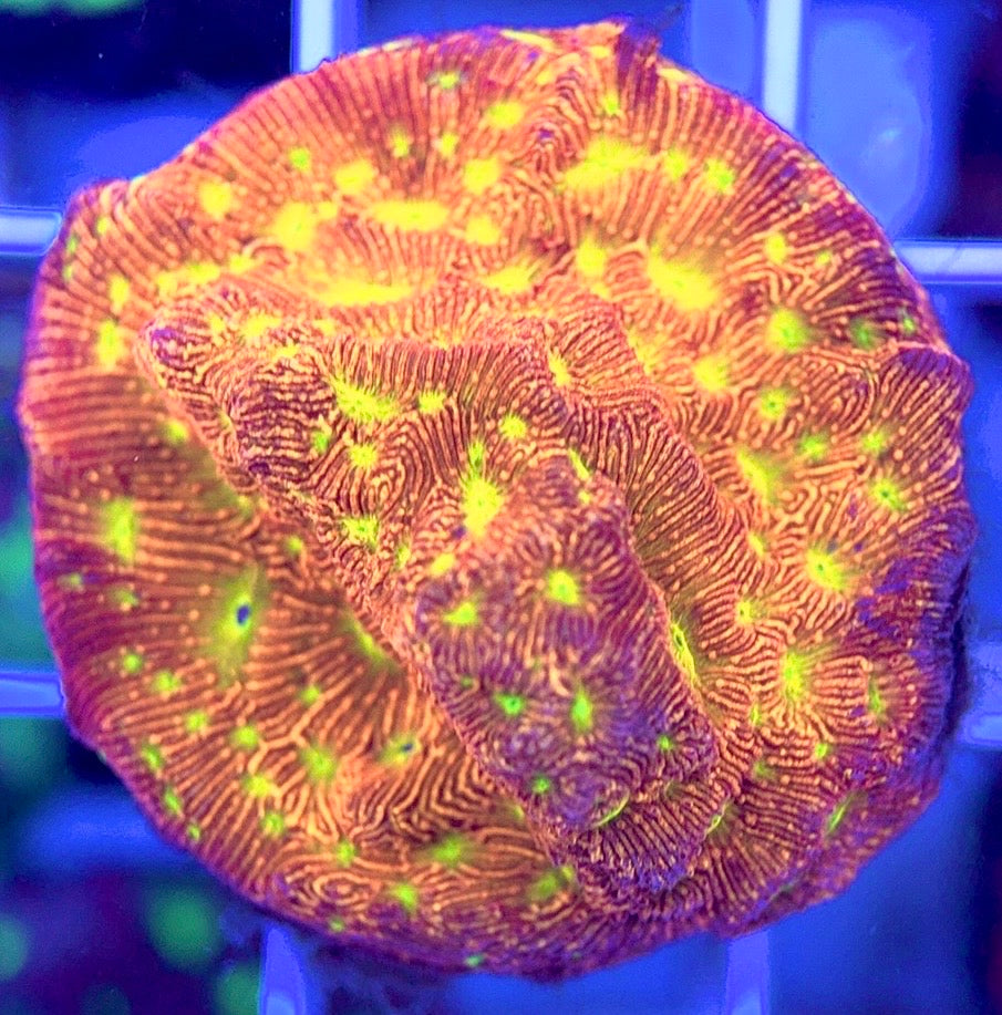 VA Jack-O-Lantern Leptoseris VAJOLL103001 WYSIWYG