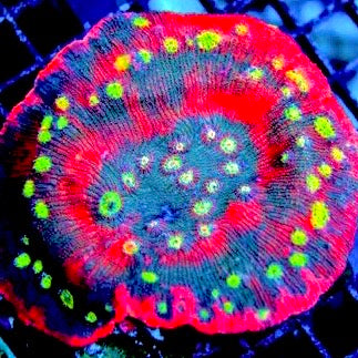 Crazy Eye Chalice (Aquacultured)