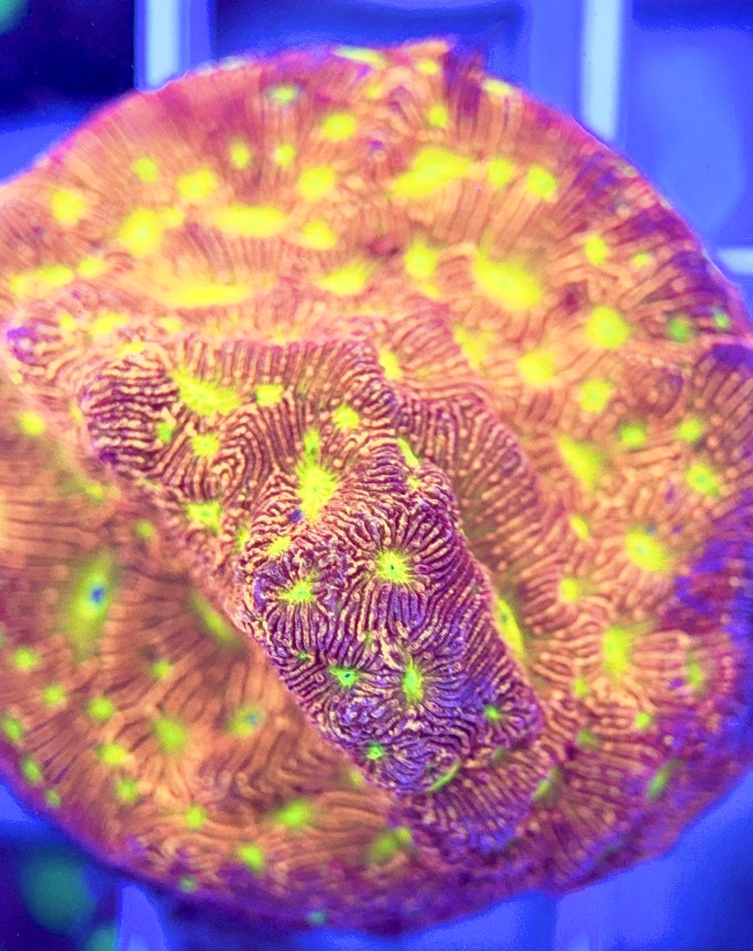 VA Jack-O-Lantern Leptoseris VAJOLL103001 WYSIWYG