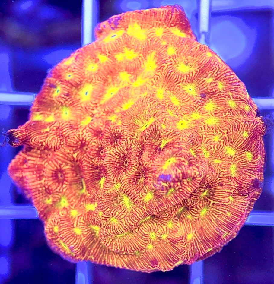 VA Jack-O-Lantern Leptoseris VAJOLL103002 WYSIWYG