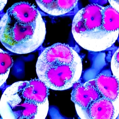 Purple Urple Palythoa 2-3 polyps - Violet Aquarium 