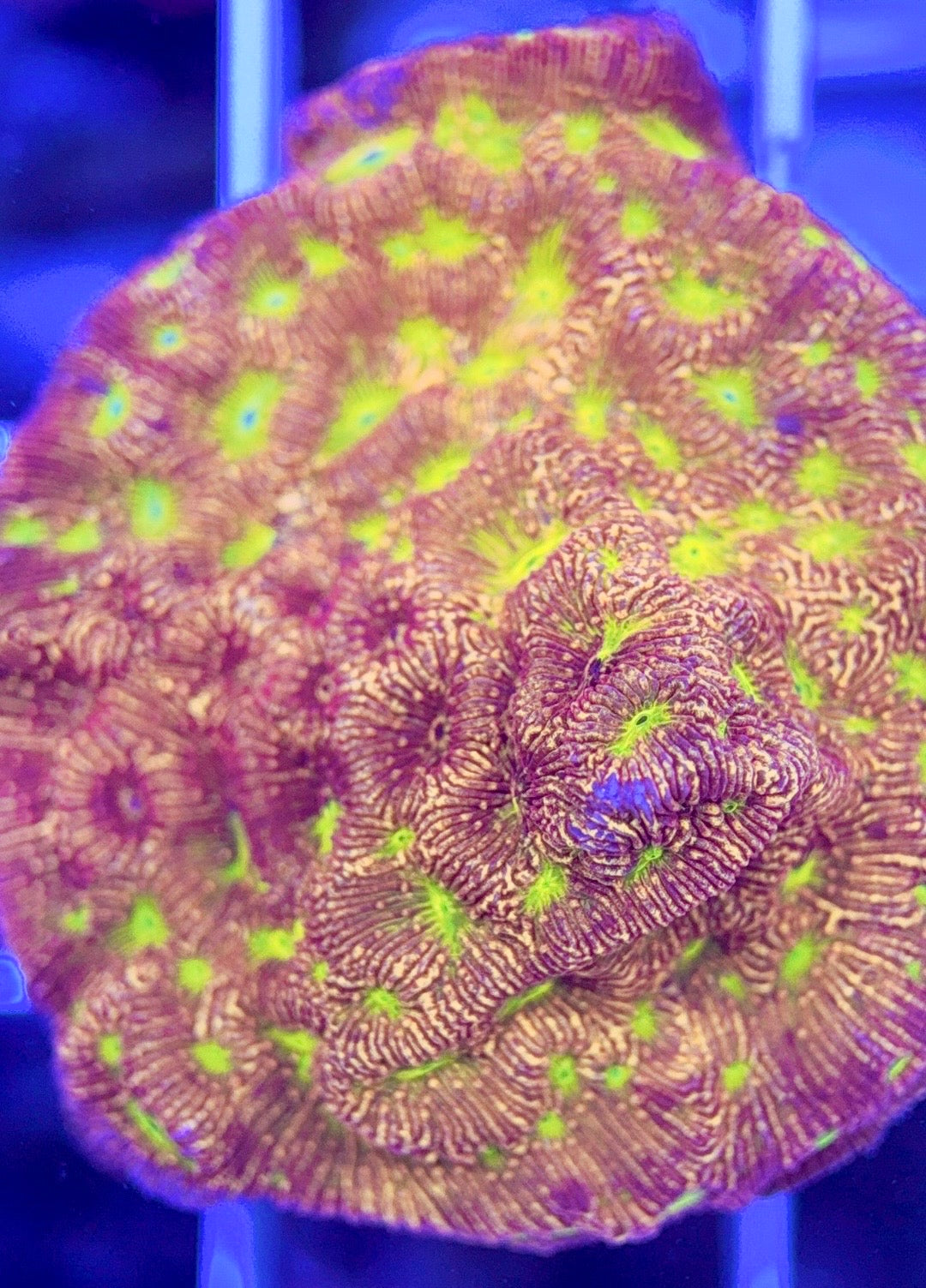 VA Jack-O-Lantern Leptoseris VAJOLL103002 WYSIWYG