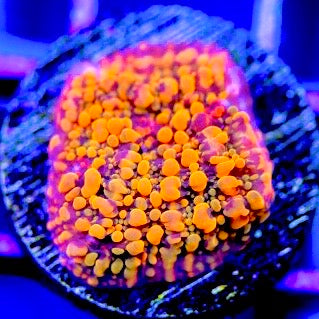 Cloudberries Chalice (Aquacultured) Size: M 0.5" to 0.75" Approx Frag