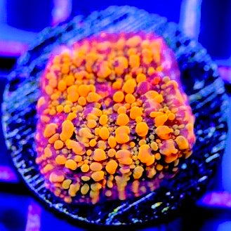 Cloudberries Chalice (Aquacultured) Size: M 0.5" to 0.75" Approx Frag