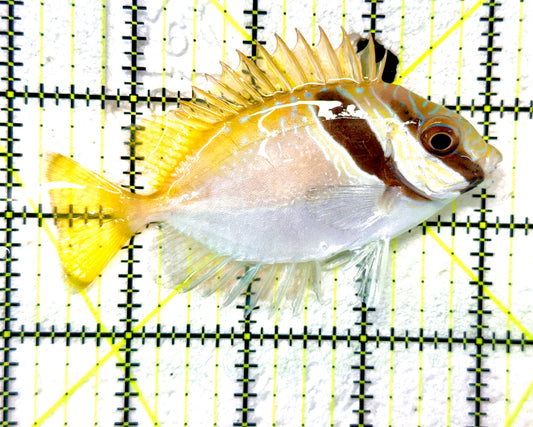 Scribbled Rabbitfish SR091101 WYSIWYG Size: M 3.75" approx