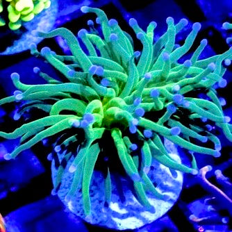 Indo Blue Tip Jolly Rancher EG021405 WYSIWYG