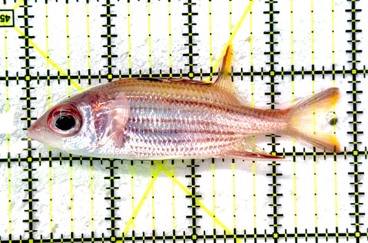 Striped Squirrelfish SS091101 WYSIWYG Size: ML 3.75" approx