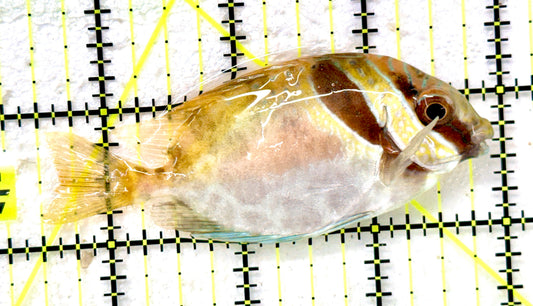 Scribbled Rabbitfish SR091102 WYSIWYG Size: M 3.5" approx