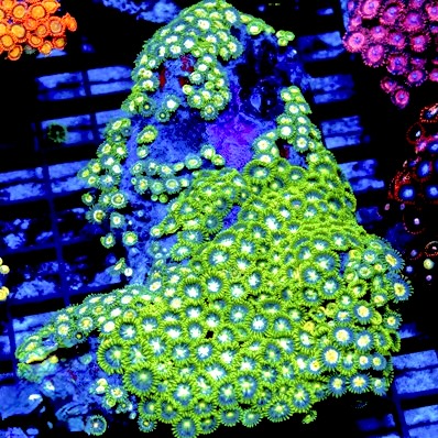Aussie Ultra Zoa Mother Colony ZCZ021403 WYSIWYG