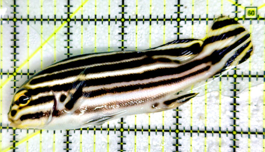 Painted Sweetlips PS091102 WYSIWYG Size: XL 4.25" approx