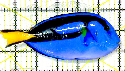 Blue Hippo Tang BHT091101 WYSIWYG Size: XL 5.75" approx