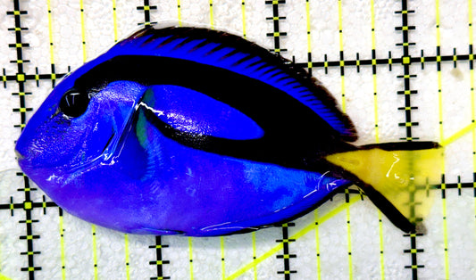 Blue Hippo Tang BHT091102 WYSIWYG Size: M 3.25" approx