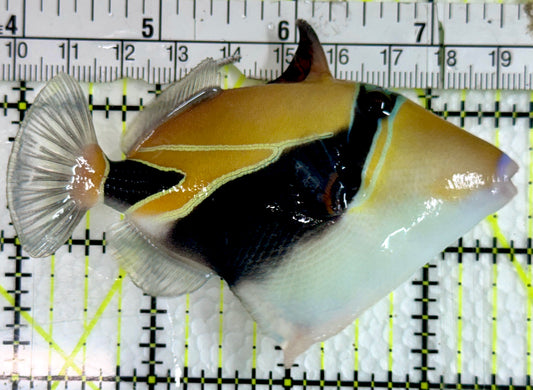 Rectangle Triggerfish RT091601 WYSIWYG Size: ML 3.75"