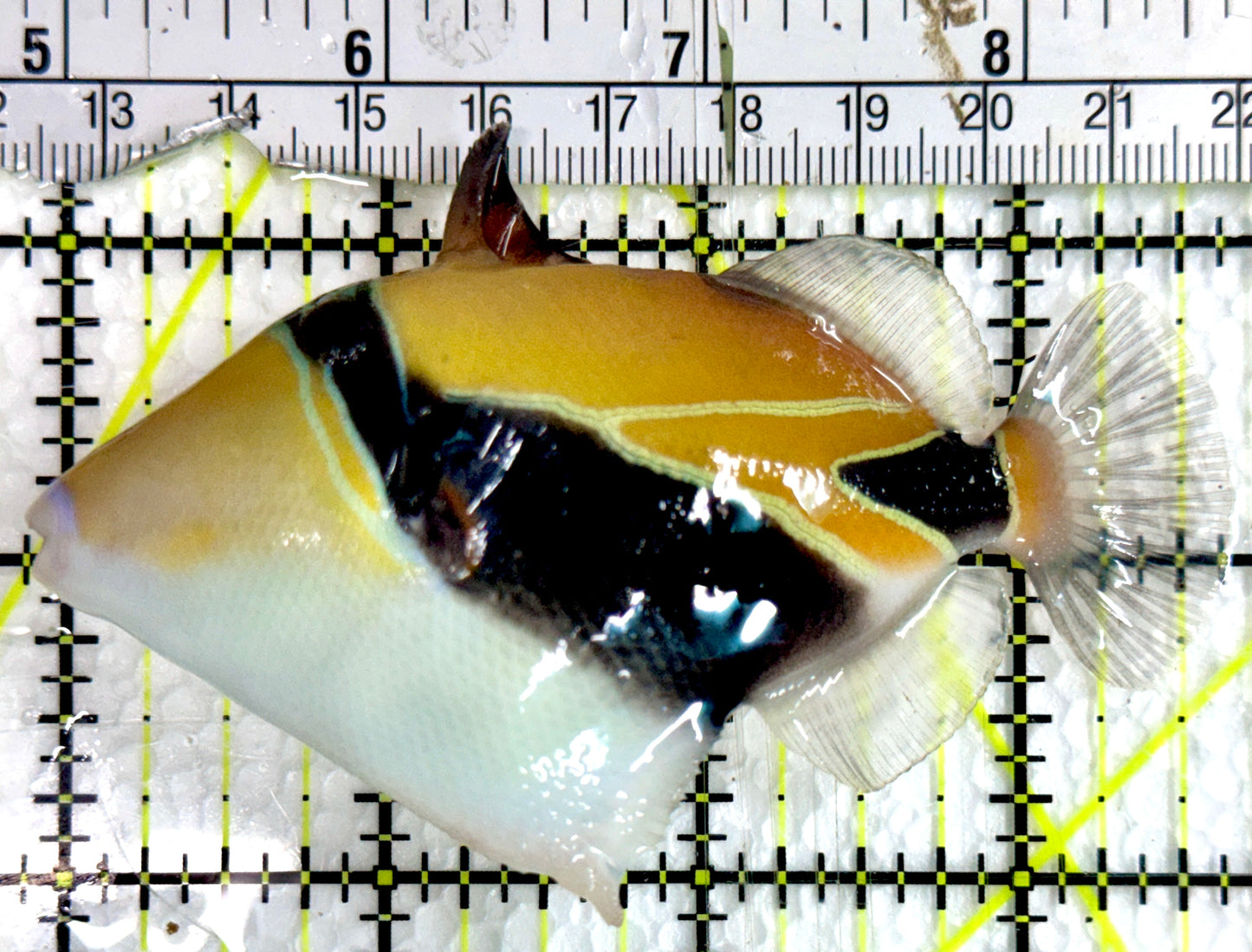 Rectangle Triggerfish RT091601 WYSIWYG Size: ML 3.75"