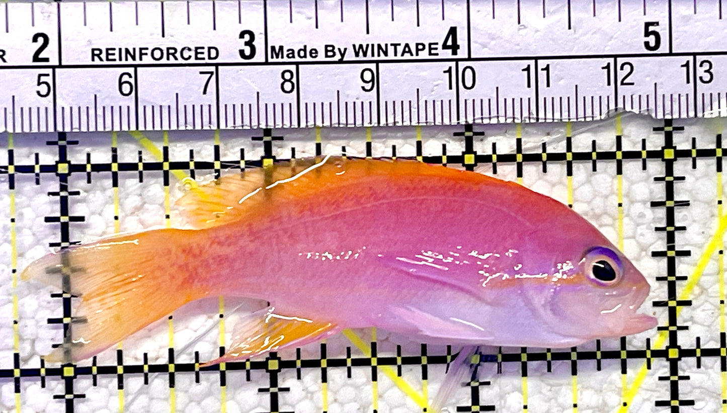 Bimaculatus Anthias Female BA060902 WYSIWYG Size: 3”