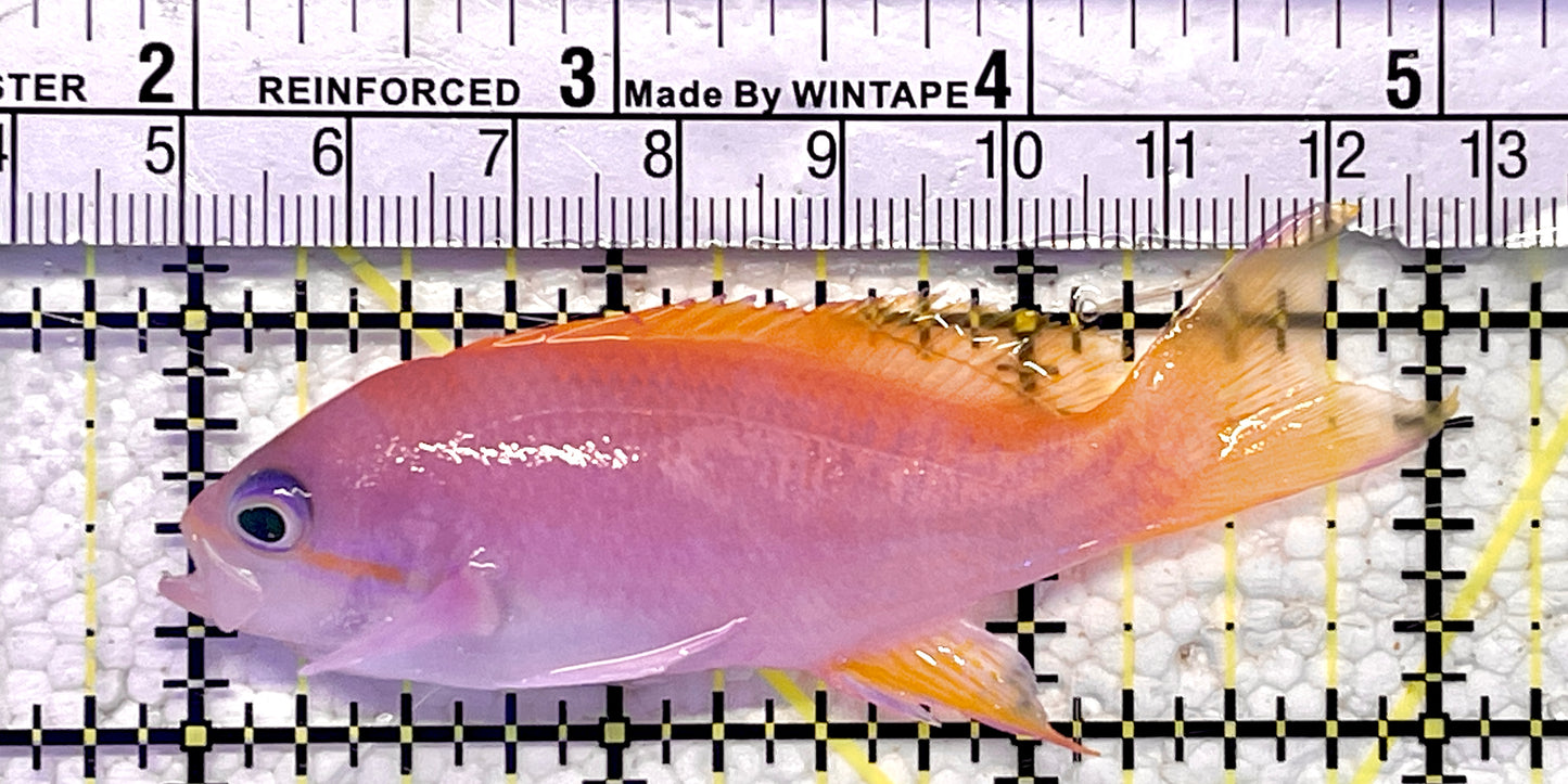 Bimaculatus Anthias Female BA060902 WYSIWYG Size: 3”