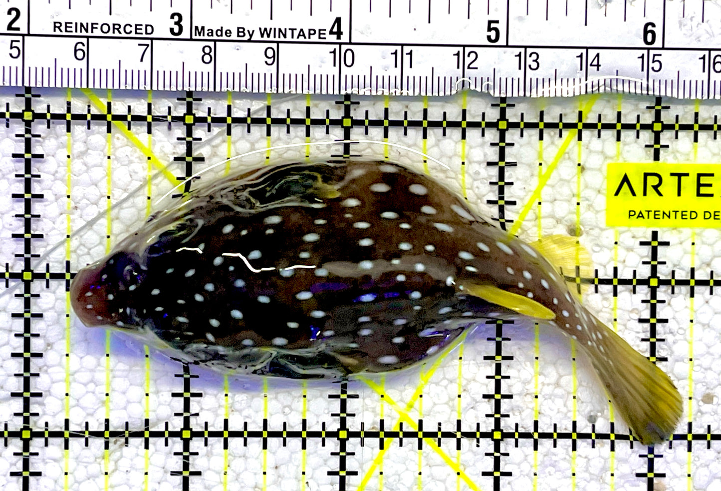 Stars and Stripes Pufferfish SSP061001 WYSIWYG Size: M 4"