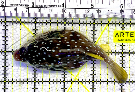 Stars and Stripes Pufferfish SSP061001 WYSIWYG Size: M 4"