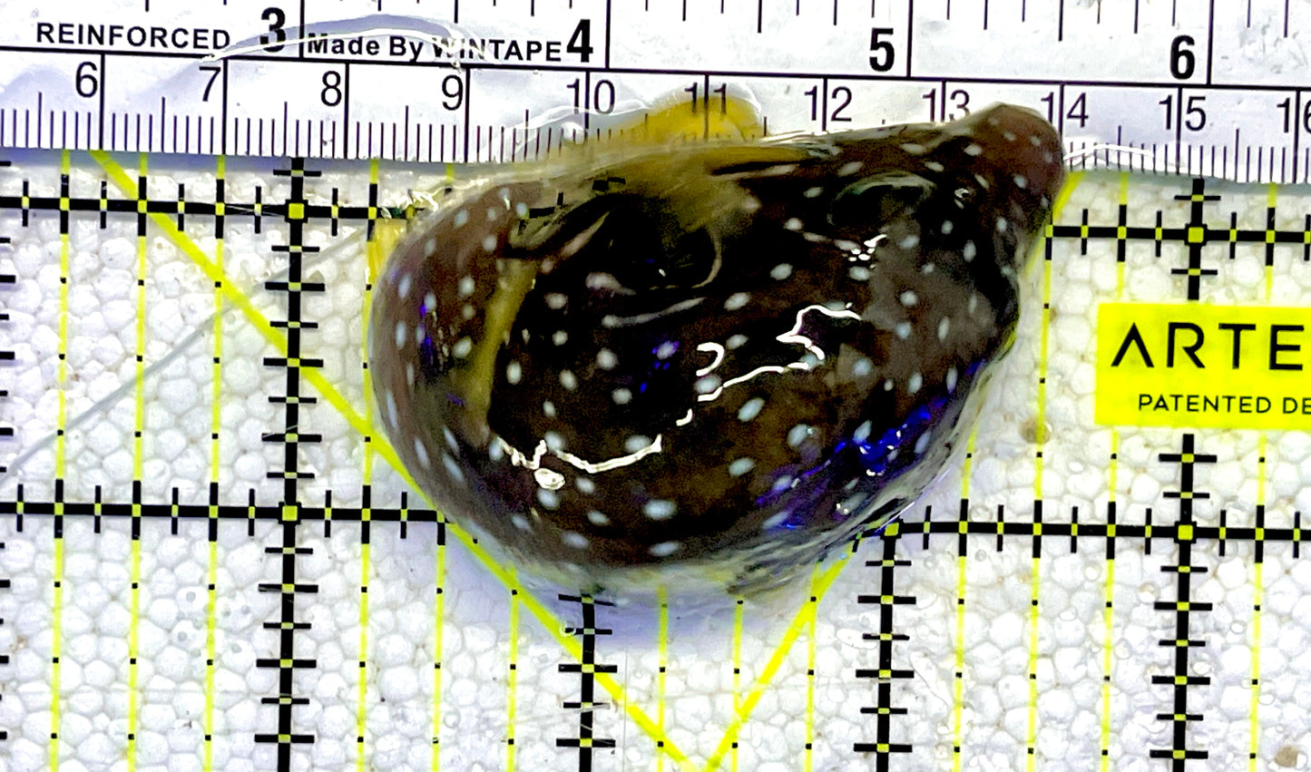 Stars and Stripes Pufferfish SSP061001 WYSIWYG Size: M 4"