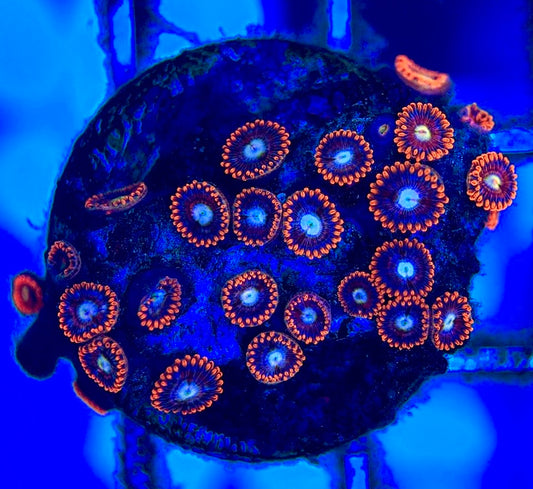 Zoas/Paly ZP102801 WYSIWYG