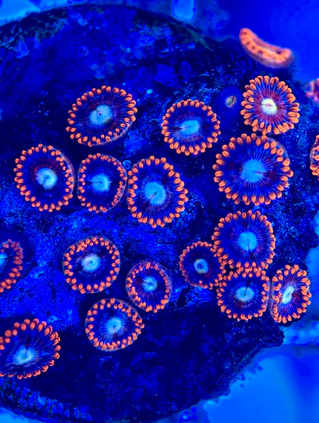 Zoas/Paly ZP102801 WYSIWYG