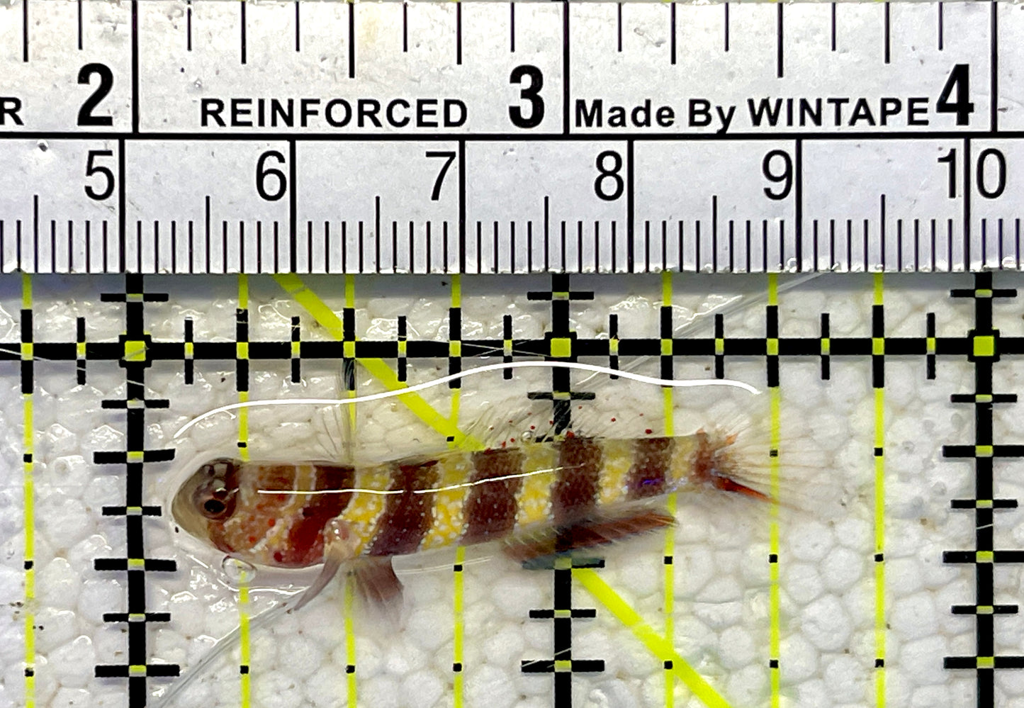 Wheeler's Bumblebee Shrimp Goby WBS061001 WYSIWYG Size: 1.5”