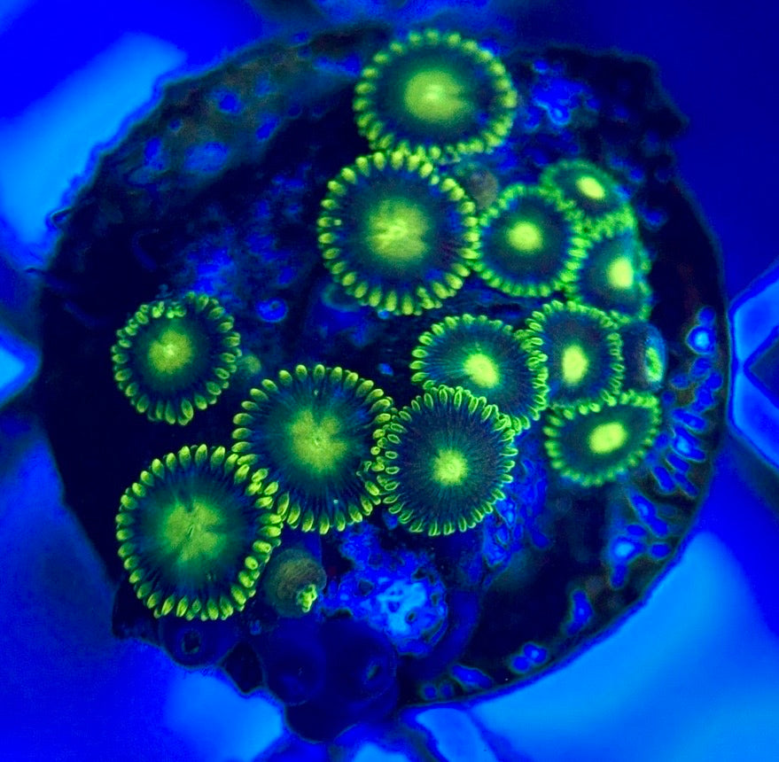 Zoas/Paly ZP102802 WYSIWYG