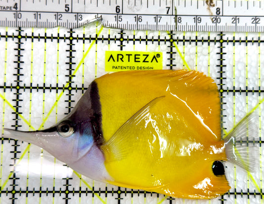 Yellow Longnose Butterflyfish YLB091301 WYSIWYG Size: XXL 5"