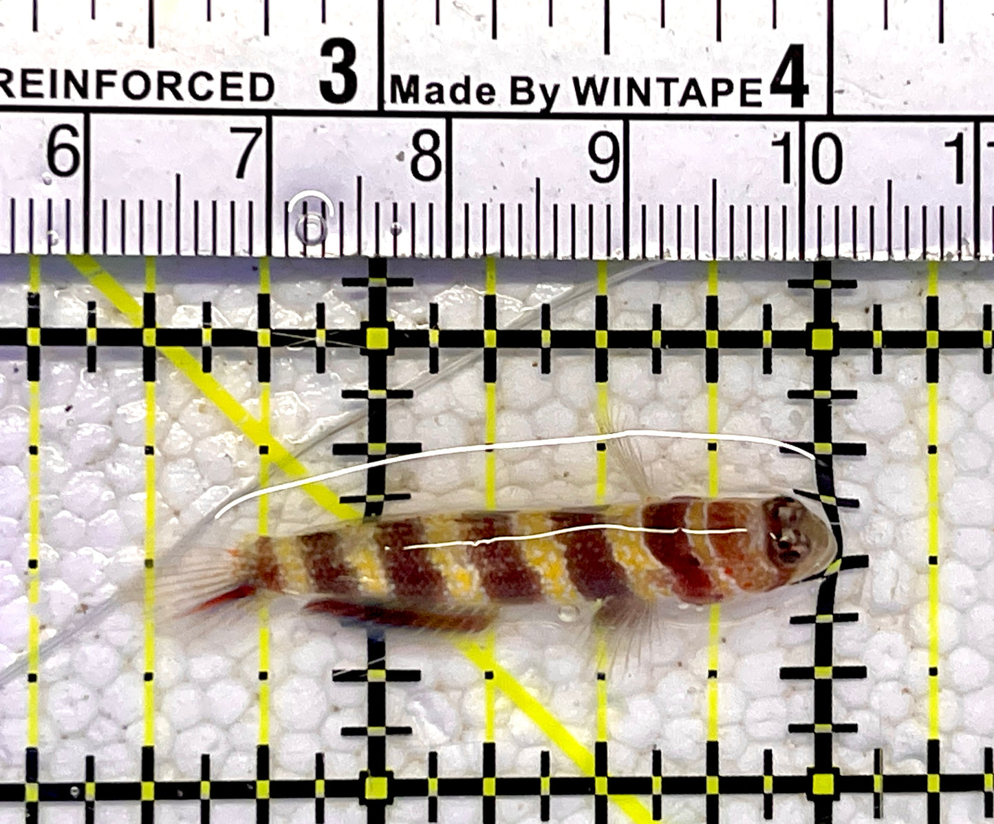 Wheeler's Bumblebee Shrimp Goby WBS061001 WYSIWYG Size: 1.5”