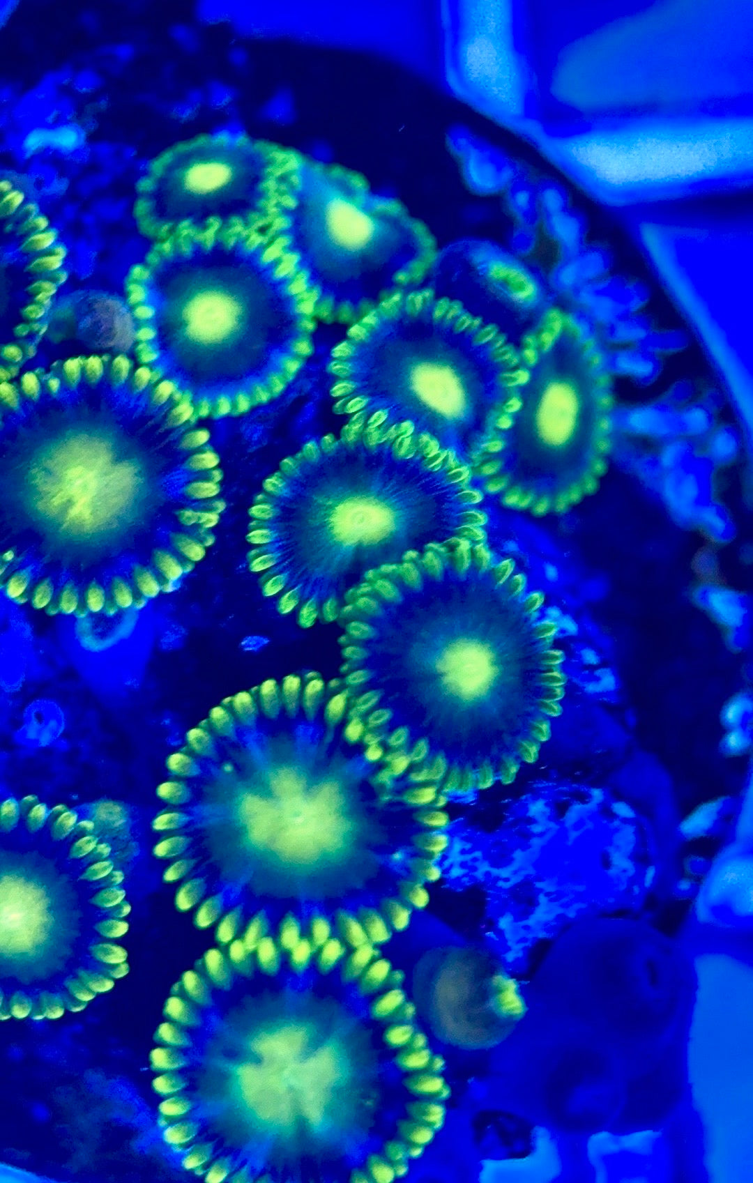Zoas/Paly ZP102802 WYSIWYG