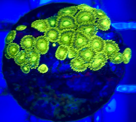 Zoas/Paly ZP102803 WYSIWYG