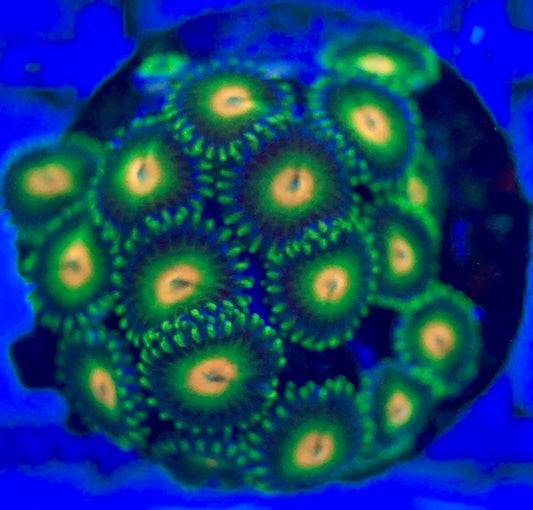 Zoas/Paly ZP102801 WYSIWYG