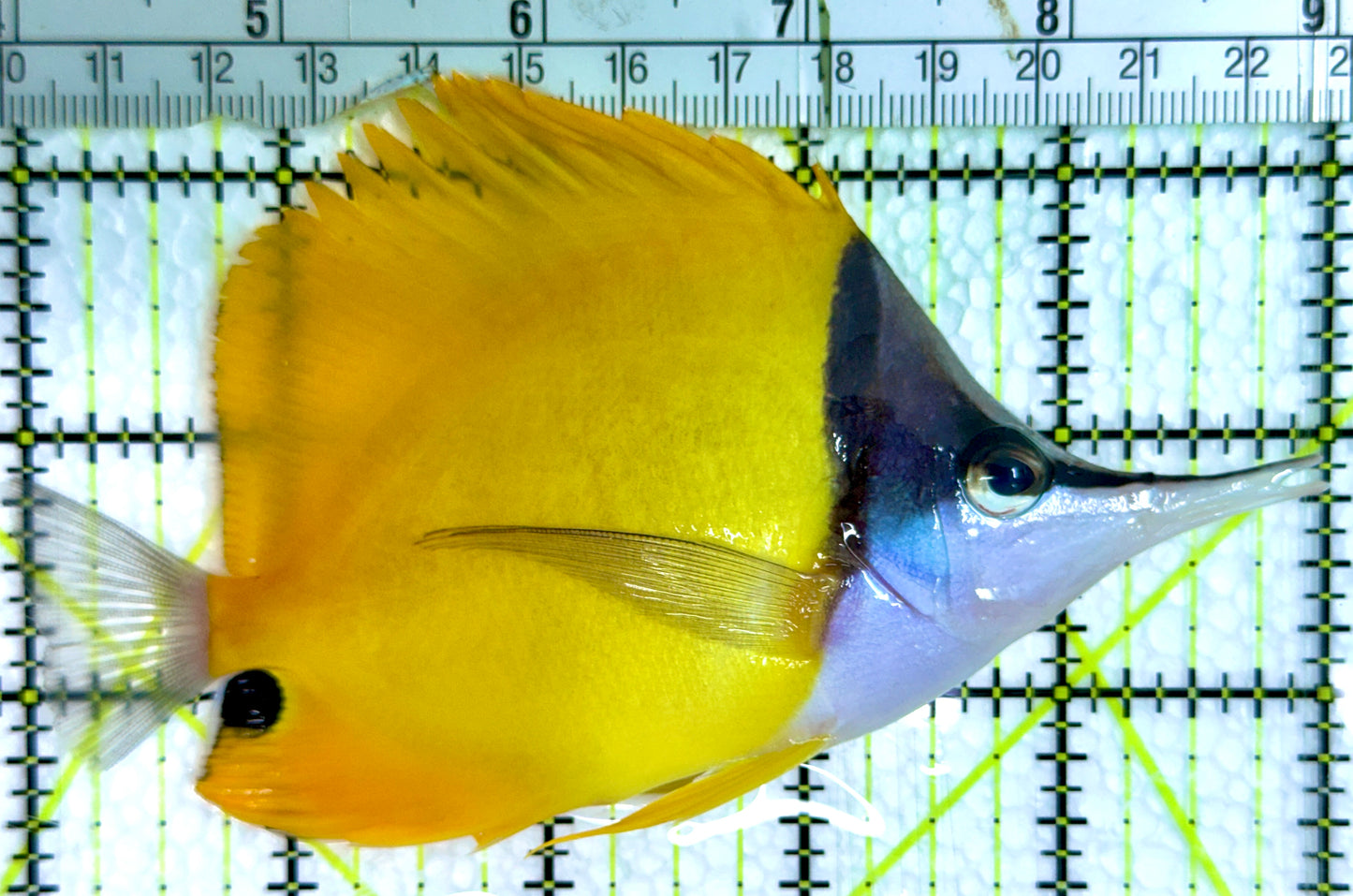 Yellow Longnose Butterflyfish YLB091301 WYSIWYG Size: XXL 5"