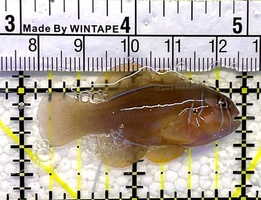 Poisson Goby (Maldives) PG061001 WYSIWYG Size: S 2"