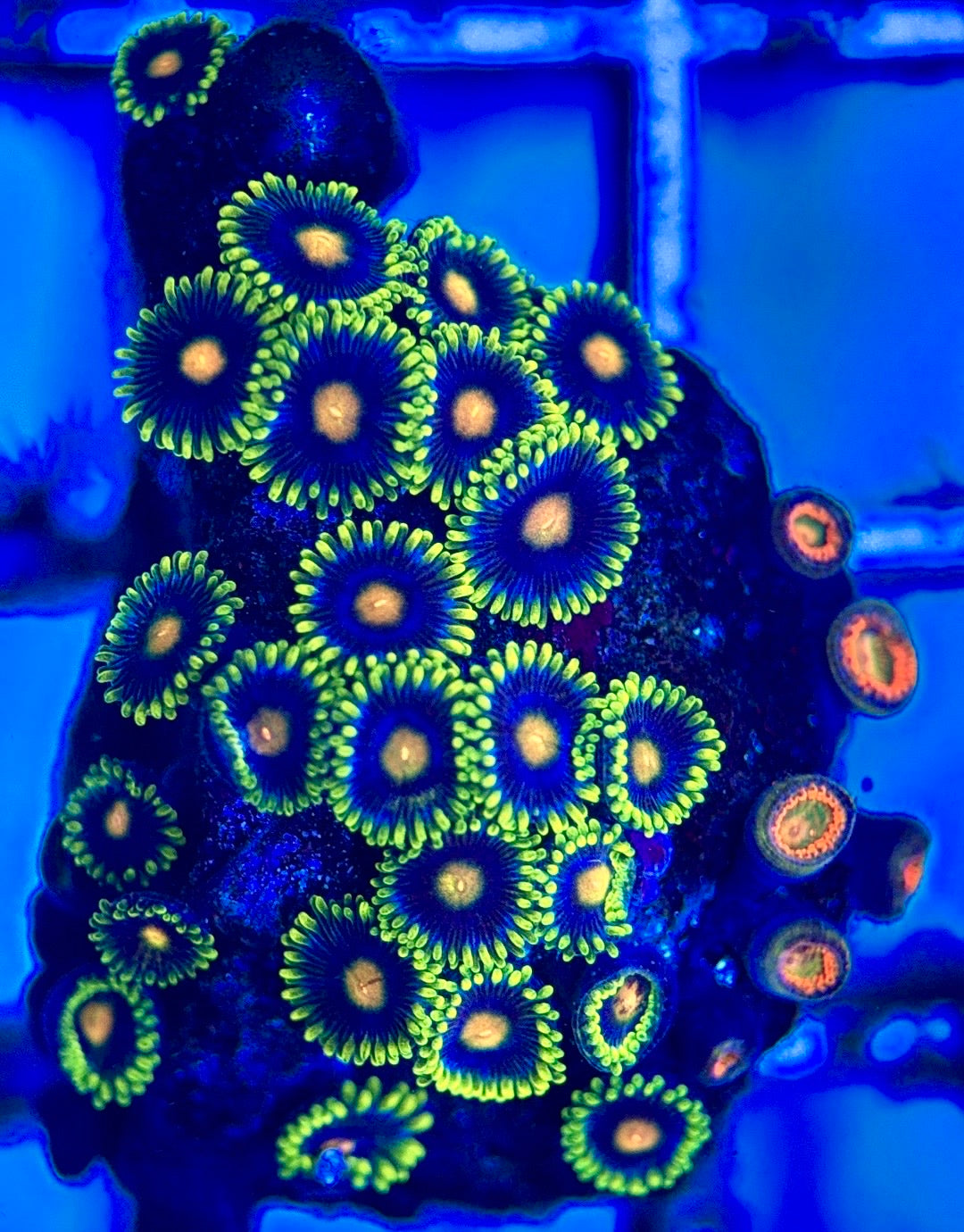 Zoas/Paly ZP102802 WYSIWYG