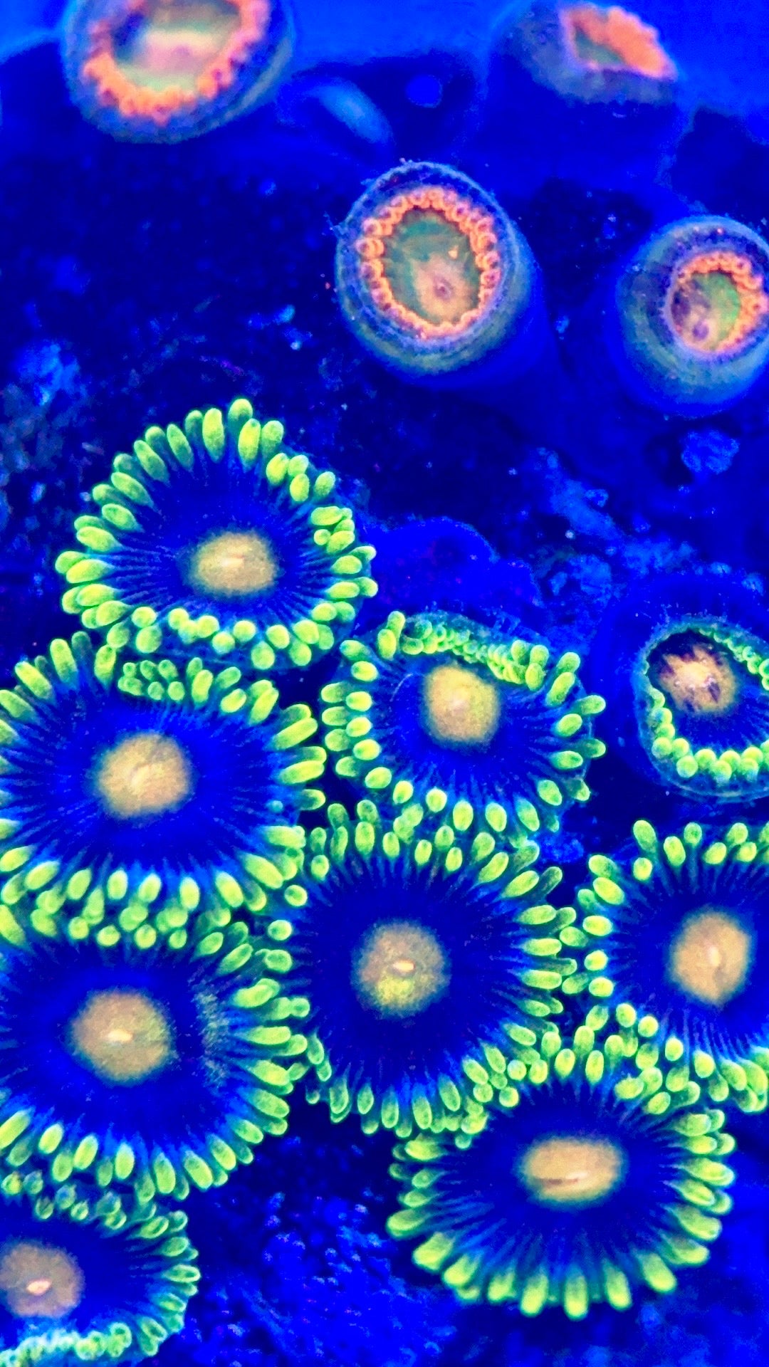 Zoas/Paly ZP102802 WYSIWYG
