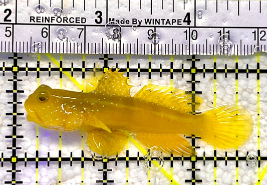 Yellow Watchman Goby YWG061001 WYSIWYG Size: 2.5”