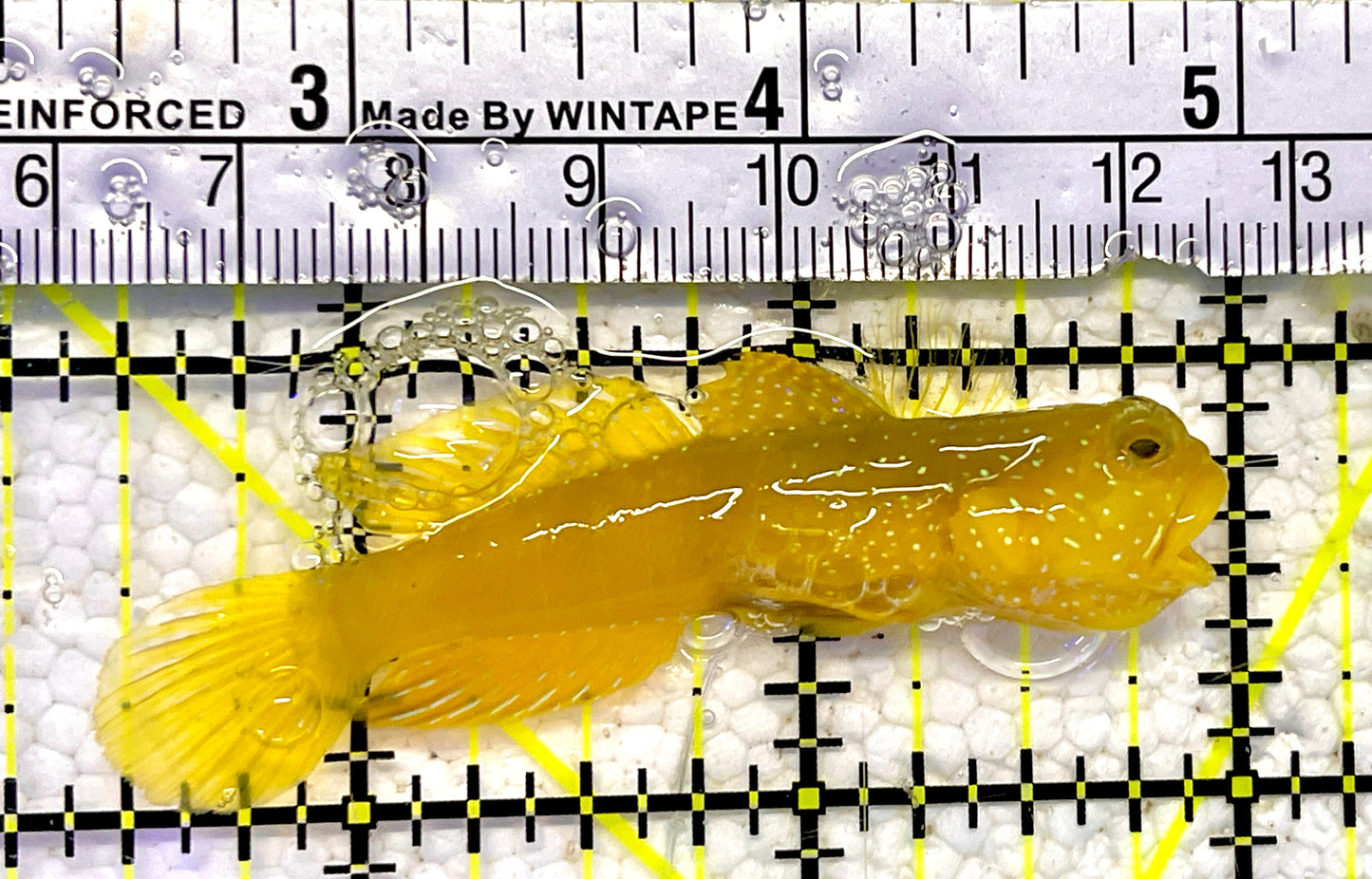 Yellow Watchman Goby YWG061001 WYSIWYG Size: 2.5”