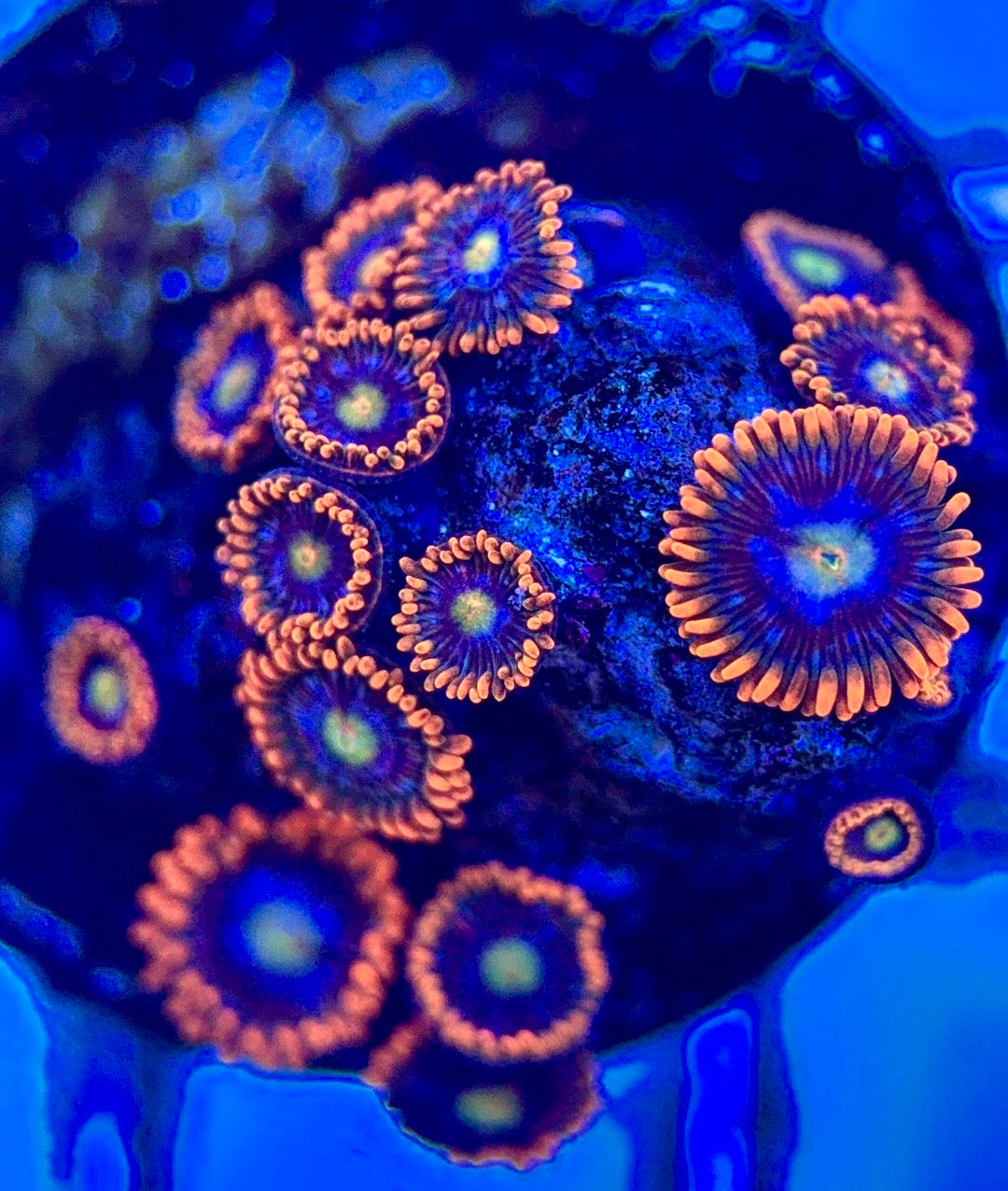 Zoas/Paly ZP102803 WYSIWYG