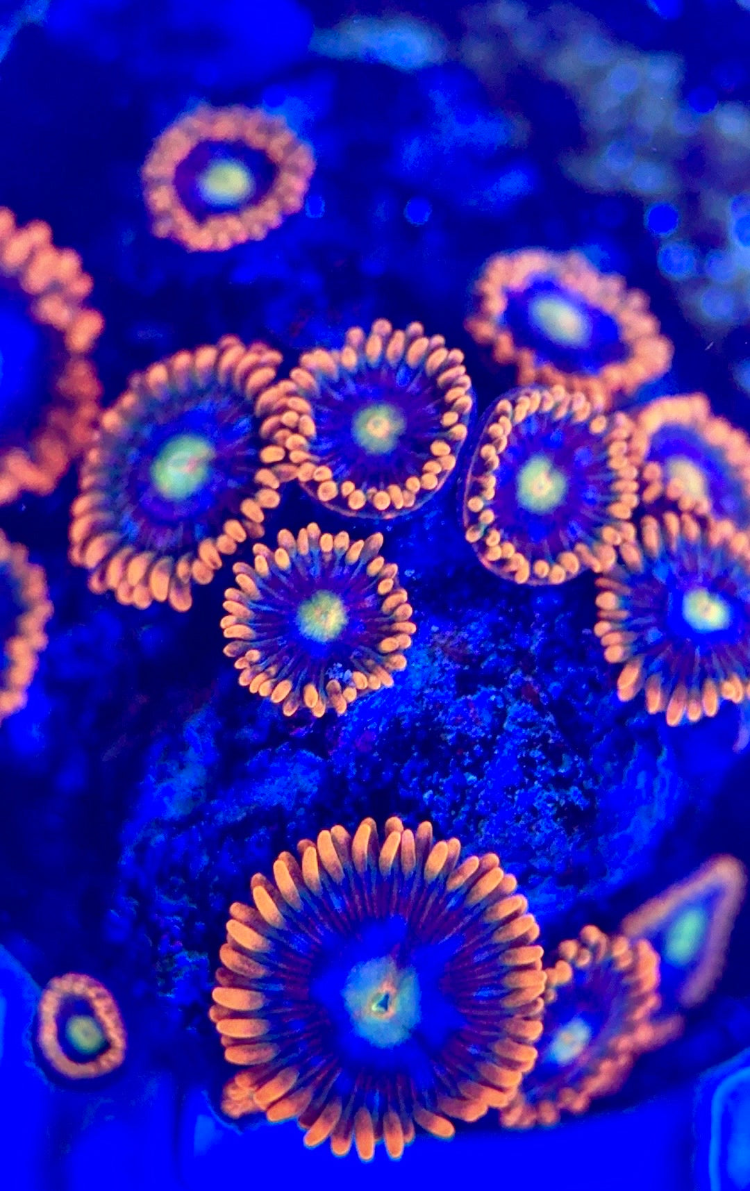 Zoas/Paly ZP102803 WYSIWYG
