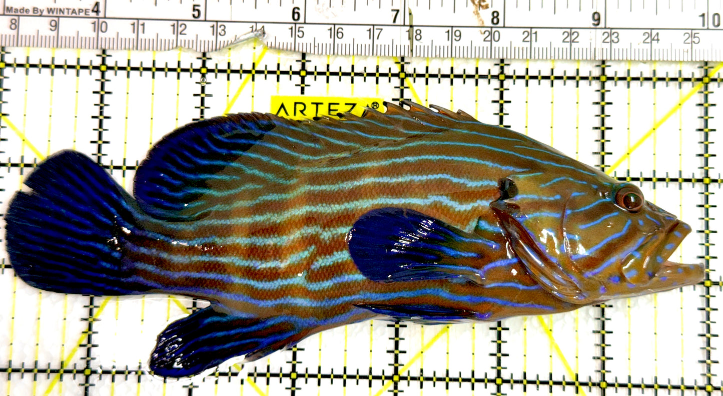 Blueline Grouper BG091501 WYSIWYG Size: XXL / SHOW 7" approx