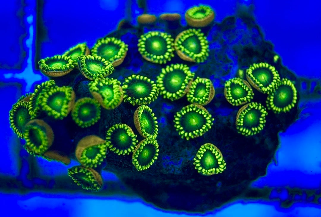 Zoas/Paly ZP102801 WYSIWYG