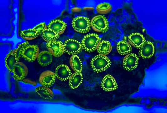 Zoas/Paly ZP102801 WYSIWYG