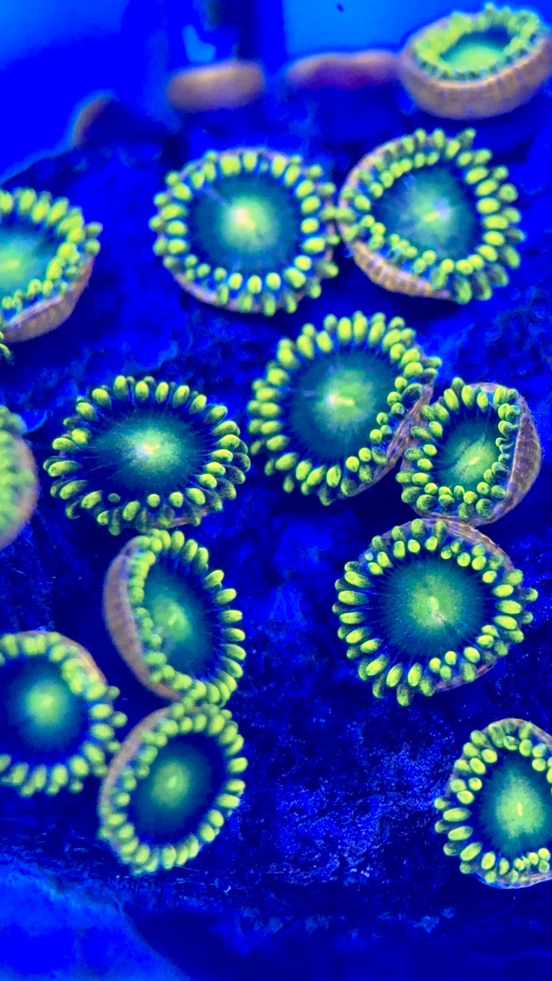 Zoas/Paly ZP102801 WYSIWYG