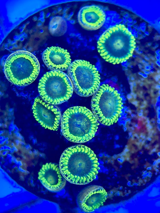 Zoas/Paly ZP102802 WYSIWYG