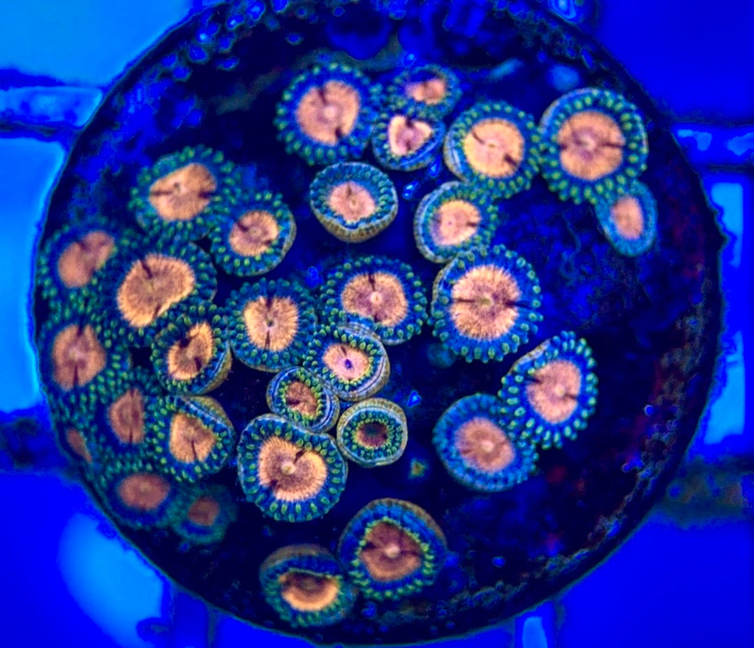 Indo Multicolor Zoa Size: M 0.75" to 1"