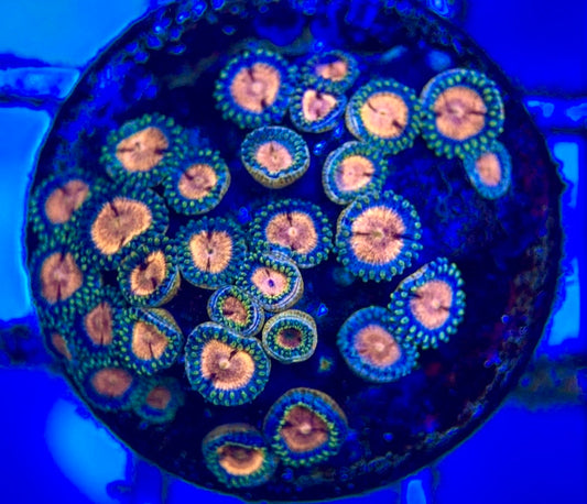 Zoas/Paly ZP102803 WYSIWYG