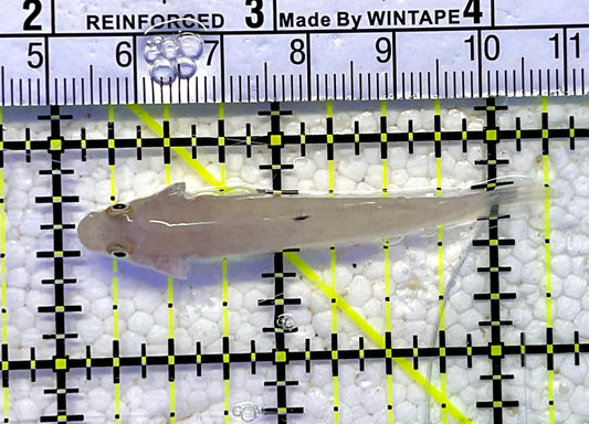 White Sand shifting Sleeper Goby WSG061001 WYSIWYG Size: S 2.25”