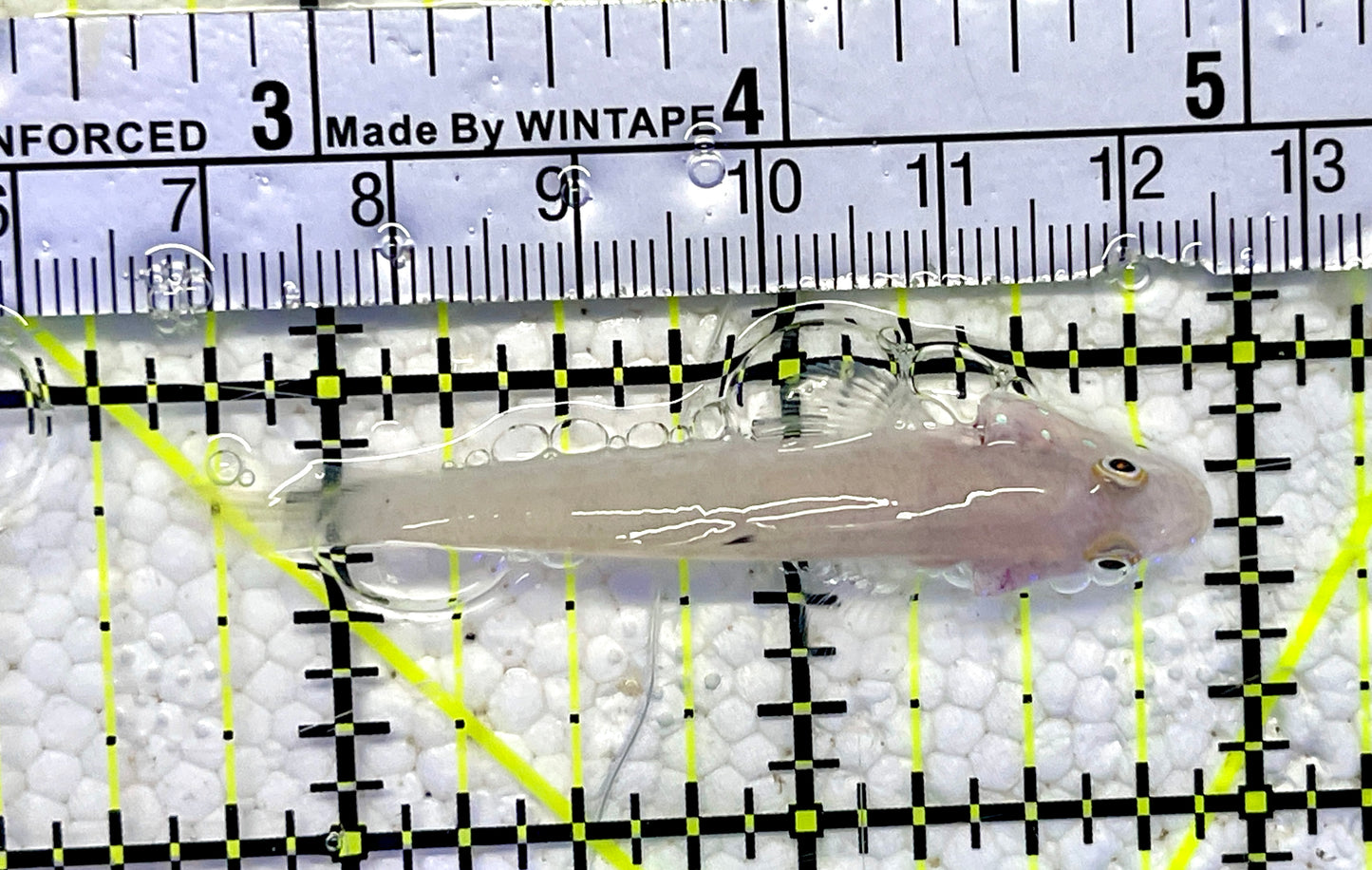 White Sand shifting Sleeper Goby WSG061001 WYSIWYG Size: S 2.25”