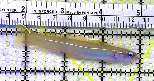 Pearly Gudgeon Dartfish Goby PGD061001 WYSIWYG Size: 3.5"